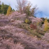 紅葉と桜の丘