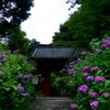 本光寺あじさい