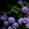紫陽花