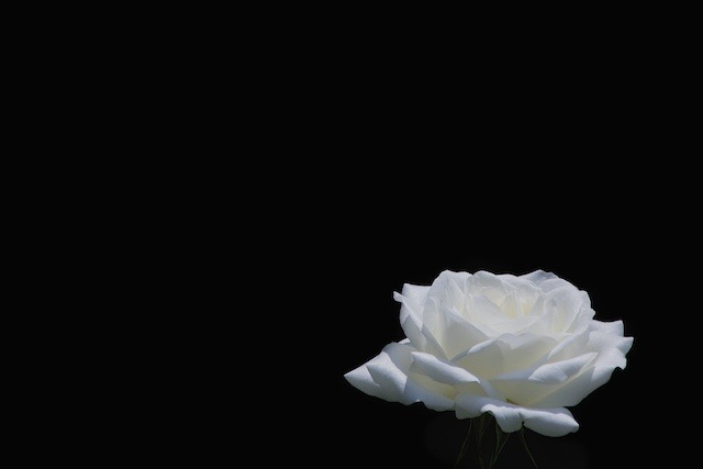 白い薔薇