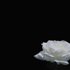白い薔薇