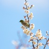 春の陽気