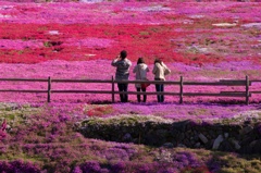 お花を撮影