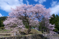 桜の木