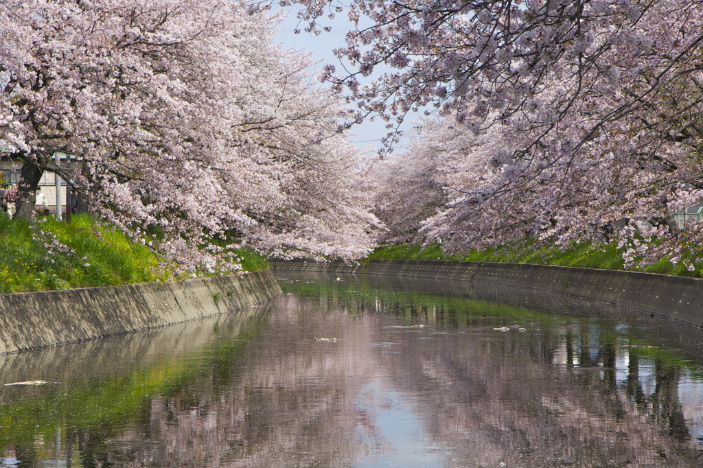 五条川