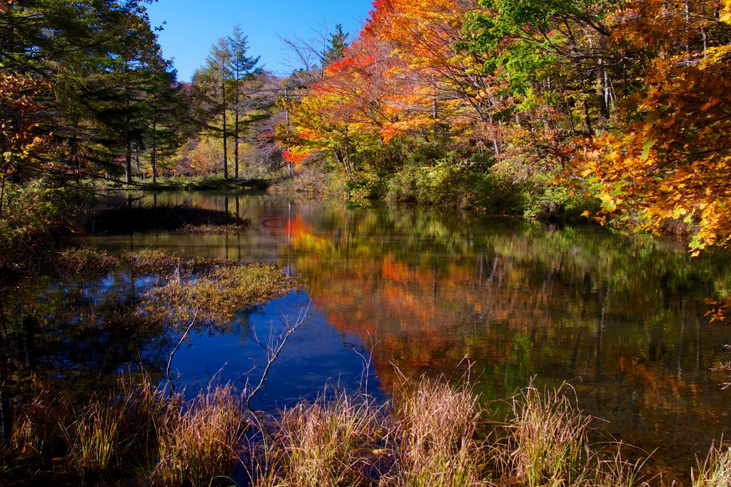 秘密の紅葉