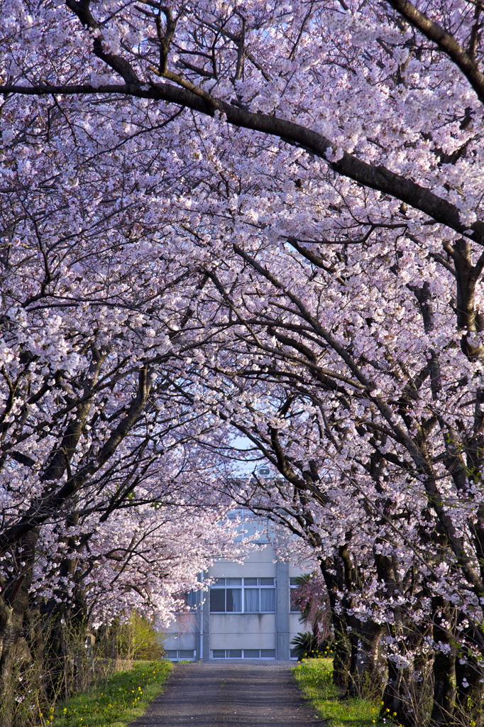 桜のトンネル