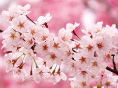 ピンクの桜