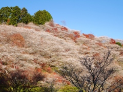 四季桜の丘