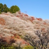 四季桜の丘