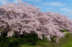 岩崎川の桜