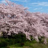 岩崎川の桜