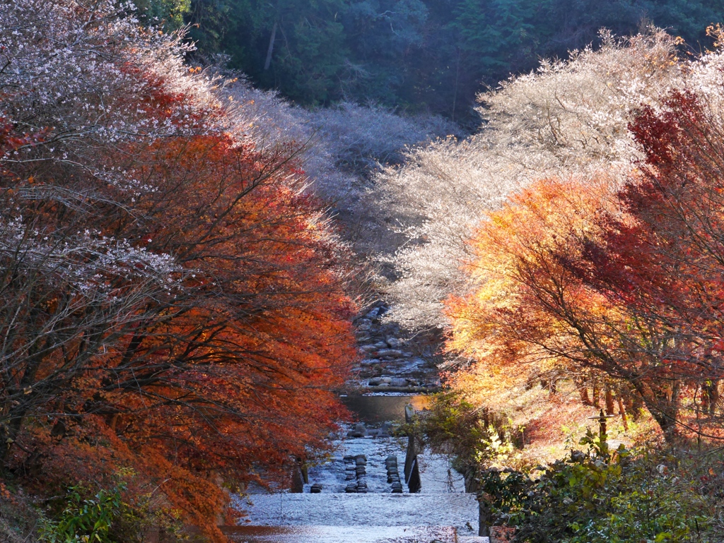 朝日に輝く四季桜