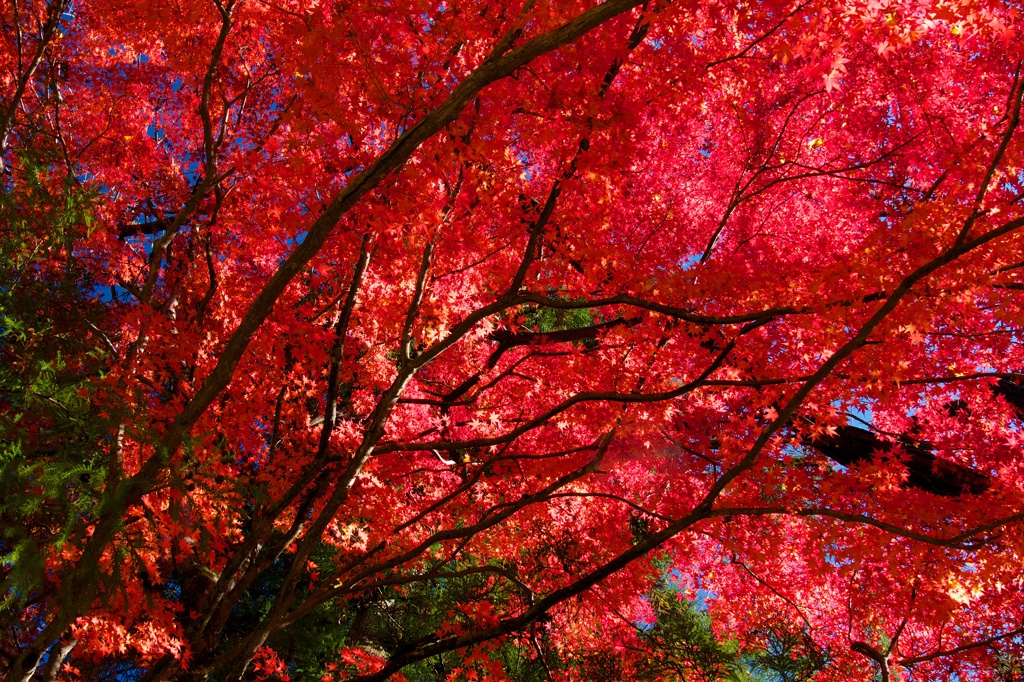 燃える紅葉