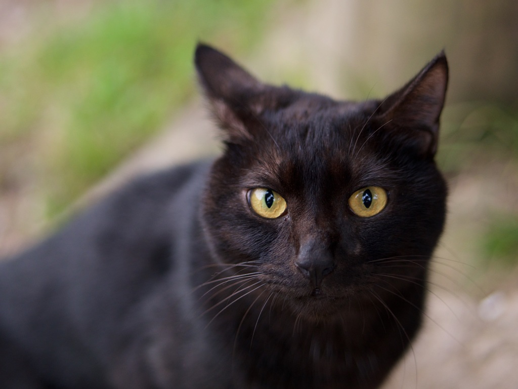黒猫
