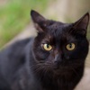 黒猫