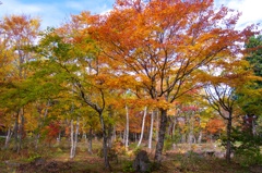 紅葉の展覧会