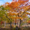 紅葉の展覧会