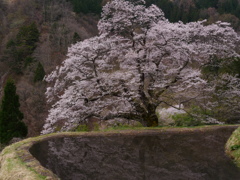 駒つなぎの桜と水鏡