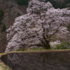 駒つなぎの桜と水鏡