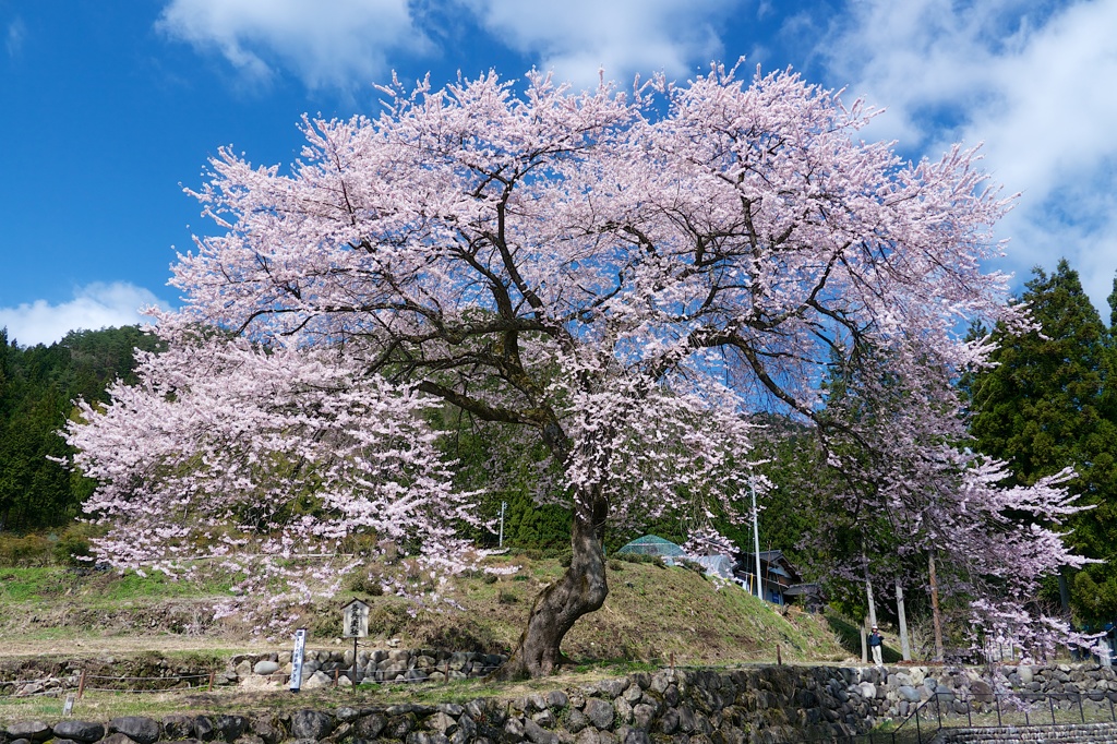 善兵衛桜