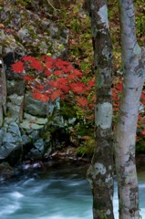 せせらぎ街道紅葉 