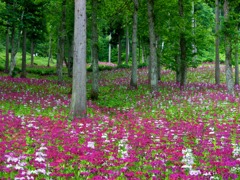 クリンソウ の森