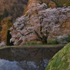 駒つなぎの桜