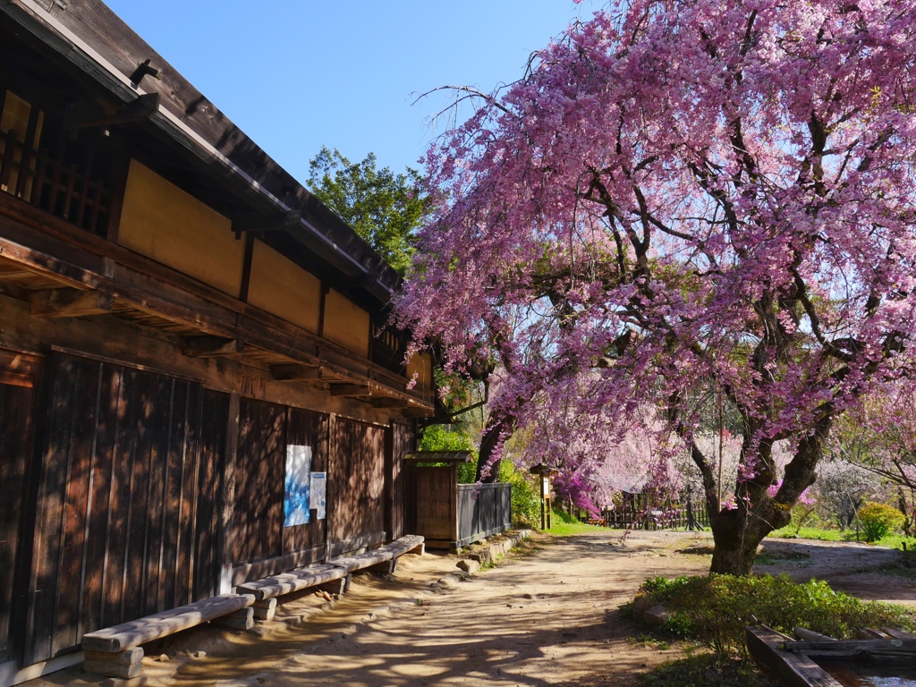 中山道の茶屋桜