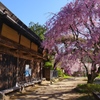 中山道の茶屋桜