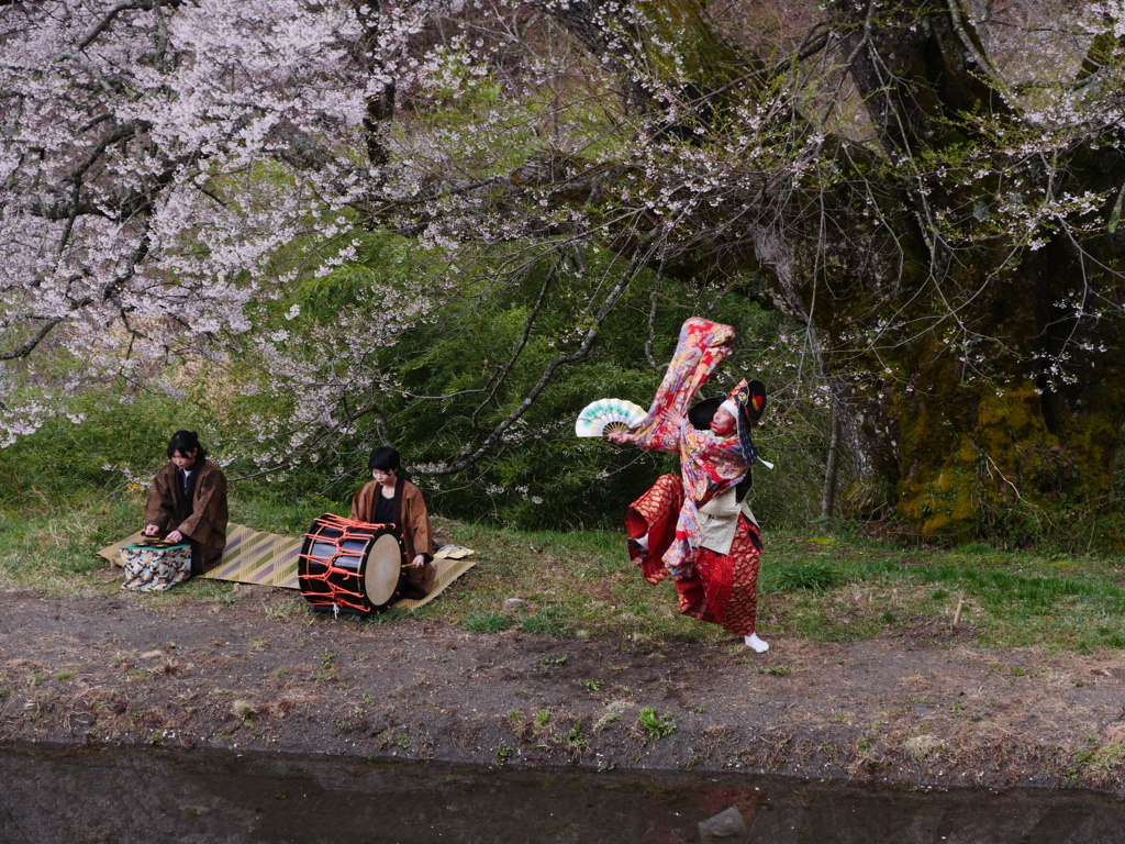 駒つなぎの桜奉納の舞