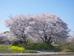 桜塚