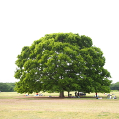 大きな木