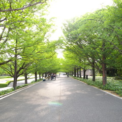 並木道