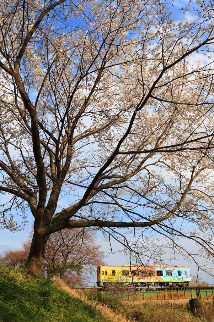 桜と樽見鉄道