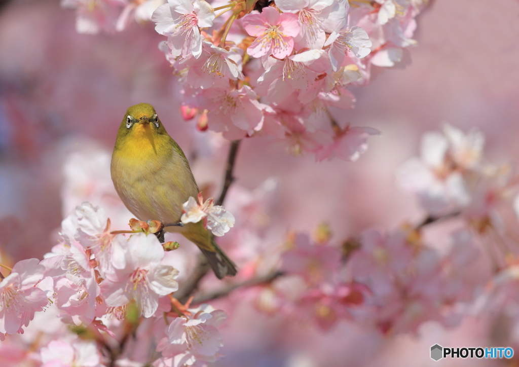 sakura2
