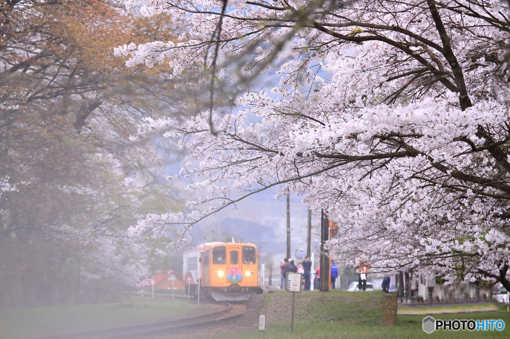樽見鉄道　桜２