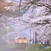 樽見鉄道　桜２