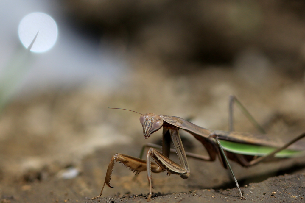 カマキリ