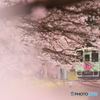 樽見鉄道　桜
