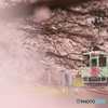 樽見鉄道　桜