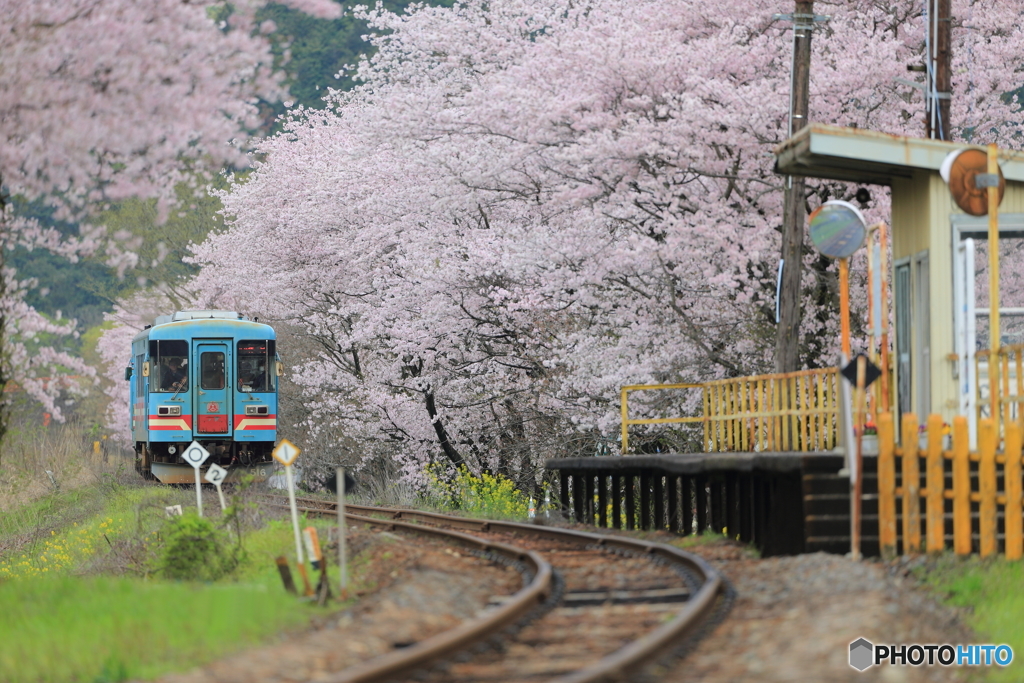 桜と樽鉄４