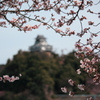 城と桜