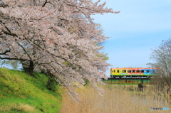 春色電車 3