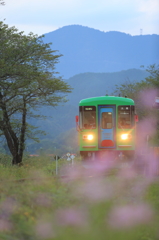 コスモスの咲く駅で