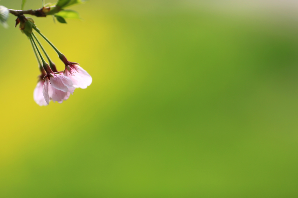 名残桜