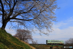 桜と樽見鉄道
