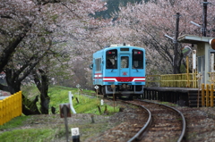 桜も終盤