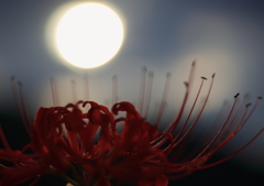 夕暮れ彼岸花