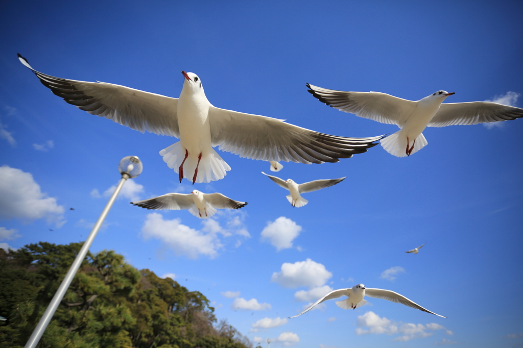 青空とユリカモメ